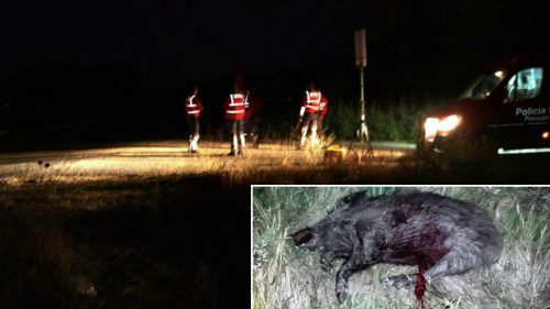 Navarra: Accidente múltiple en Caparroso provocado por el atropello a un jabalí