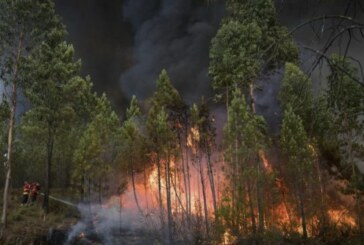Fundación Artemisan pide a las Administraciones Públicas que recuperen las políticas forestales que “durante siglos” han prevenido los incendios