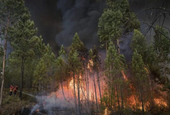 Fundación Artemisan pide a las Administraciones Públicas que recuperen las políticas forestales que “durante siglos” han prevenido los incendios