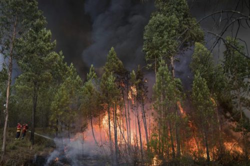 Fundación Artemisan pide a las Administraciones Públicas que recuperen las políticas forestales que “durante siglos” han prevenido los incendios