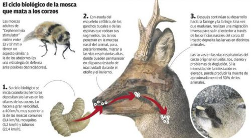 Una enfermedad diezma a los corzos