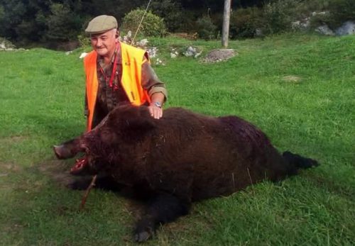 Asturias: jabalí de 185 kg capturado en Ribadedeva