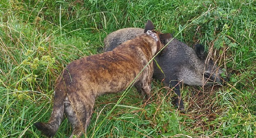 Bizkaia: Arriandi (Iurreta) punto peligroso de accidentes con especies cinegéticas. Ver vídeo interior