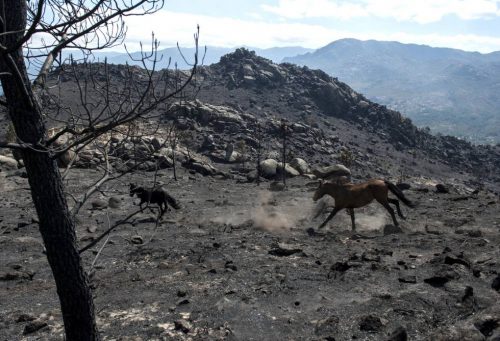 La RFEC recuerda que en los terrenos quemados siempre ha estado prohibido cazar y afirma que los animalistas mienten e intoxican desde la ignorancia de la ley vigente