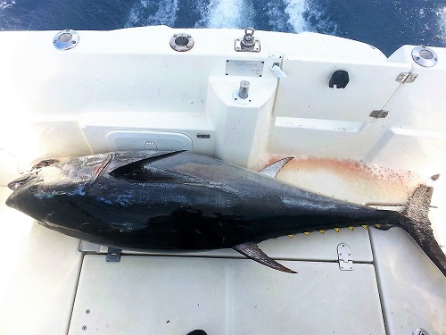 Recuperación del atún rojo de atlántico y pesca deportiva