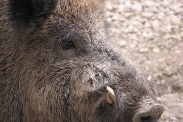 La Junta de Castilla y León discrimina a los cazadores no federados y adjudica “a dedo” el control de especies cinegéticas en terrenos públicos