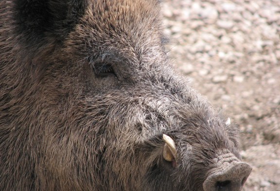 La Junta de Castilla y León discrimina a los cazadores no federados y adjudica “a dedo” el control de especies cinegéticas en terrenos públicos