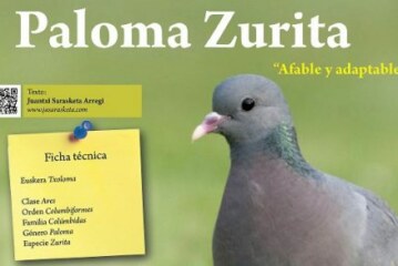 Cuaderno de Campo: Informacion sore la paloma zurita (txoloma)