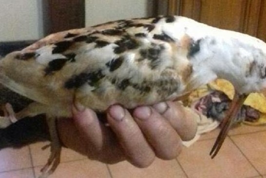 Becadas