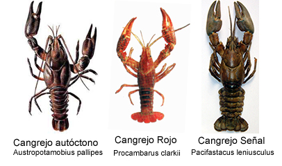 Un estudio sobre la diversidad del cangrejo de río insta a aplicar estrategias de conservación para la especie