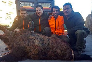 La Rioja: Cazado a cuchillo un jabalí de 165 kilos en Sojuela