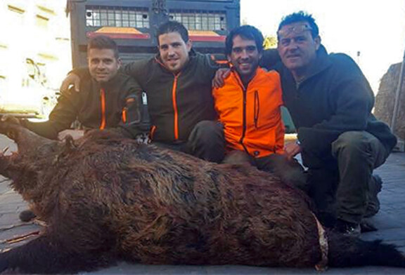 La Rioja: Cazado a cuchillo un jabalí de 165 kilos en Sojuela