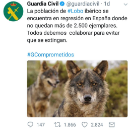 lobo guardia civil