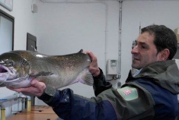 Censado un salmón hembra de 9 kilos y un metro de longitud en la Nasa del Bidasoa situada en Bera