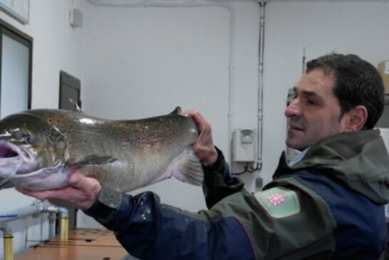 Censado un salmón hembra de 9 kilos y un metro de longitud en la Nasa del Bidasoa situada en Bera