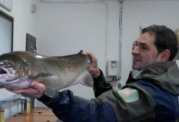 Censado un salmón hembra de 9 kilos y un metro de longitud en la Nasa del Bidasoa situada en Bera