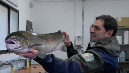 Censado un salmón hembra de 9 kilos y un metro de longitud en la Nasa del Bidasoa situada en Bera