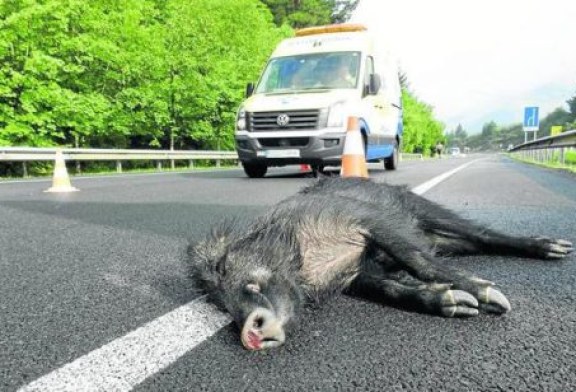 Cantabria: La invasión de la carretera por animales causa una media de un accidente al día