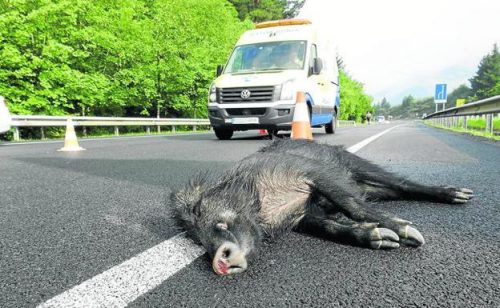 Cantabria: La invasión de la carretera por animales causa una media de un accidente al día