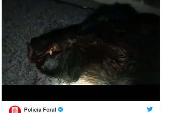 Navarra: La Policía Foral atropella un jabalí