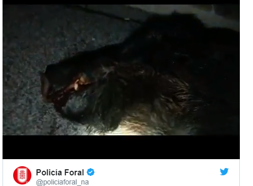 Navarra: La Policía Foral atropella un jabalí