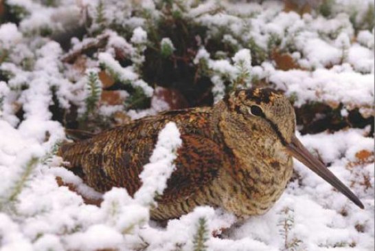 La Diputación Foral de Bizkaia cierra la caza este fin de semana por temporal