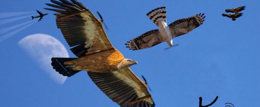 El robot espantapájaros: un dron para proteger las cosechas