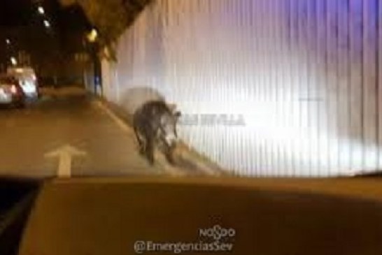 Abatido jabalí de 100 kg en el centro de Sevilla. Vídeo interior