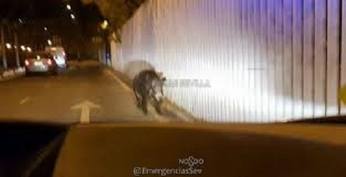 Abatido jabalí de 100 kg en el centro de Sevilla. Vídeo interior