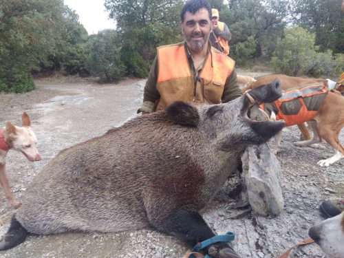 Jabalíes, los protagonistas del invierno