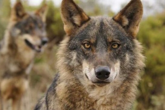 El TSJ desestima el recurso del PACMA contra la caza del lobo