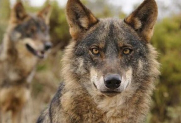 El TSJ desestima el recurso del PACMA contra la caza del lobo