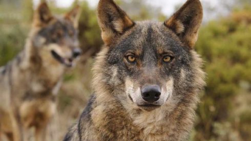 El TSJ desestima el recurso del PACMA contra la caza del lobo