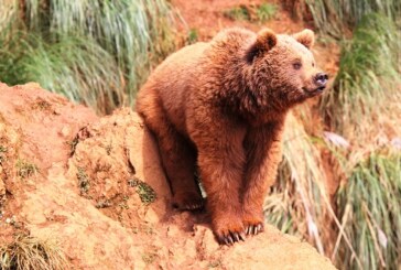 Todo sobre la historia del oso pardo en España