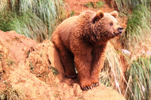 Todo sobre la historia del oso pardo en España