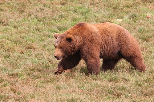 La presencia de fauna salvaje en Huesca me impide “tener el ganado suelto” y me obliga a “pagar a un pastor”