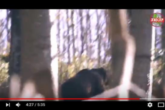 Detectada una pareja de osos pardos en Mañaria. Ver vídeo interior