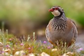 La ONC pone en marcha un proyecto de recuperación de la perdiz roja con el apoyo de la Fundación Biodiversidad