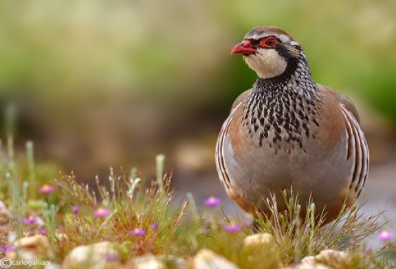 La ONC pone en marcha un proyecto de recuperación de la perdiz roja con el apoyo de la Fundación Biodiversidad