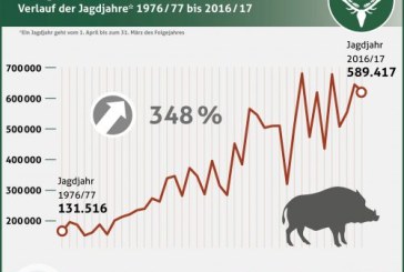 Casi 600.000 jabalís cazados en Alemania en 2017