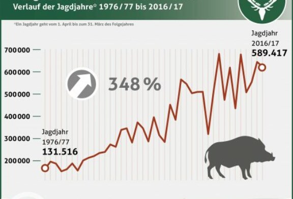 Casi 600.000 jabalís cazados en Alemania en 2017