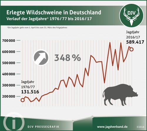 Casi 600.000 jabalís cazados en Alemania en 2017