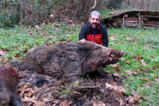 Gipuzkoa. Buenos resultados en la campaña del jabalí a pesar del ligero descenso de capturas