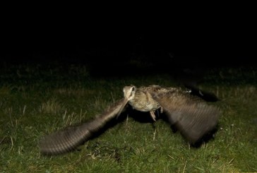 Satisfacción entre los cazadores de becada tras una buena campaña en el norte peninsular