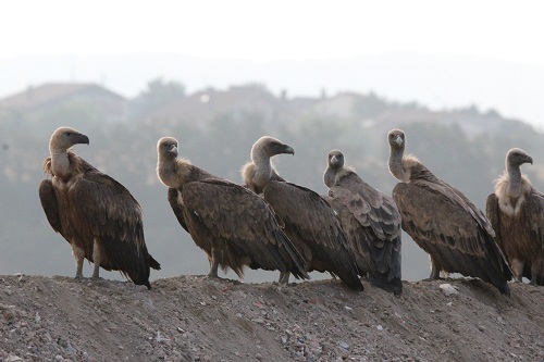 buitres y osos (3)