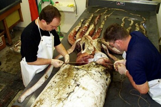Pescan un calamar gigante de de 130 kg. Toda la información sobre esta especie