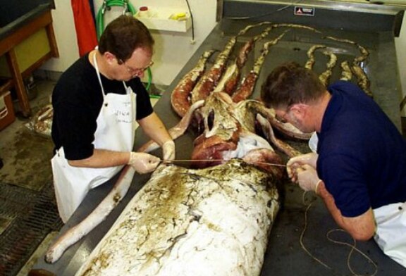 Pescan un calamar gigante de de 130 kg. Toda la información sobre esta especie