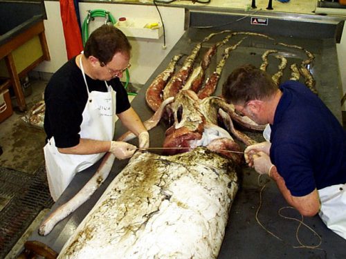 Pescan un calamar gigante de de 130 kg. Toda la información sobre esta especie