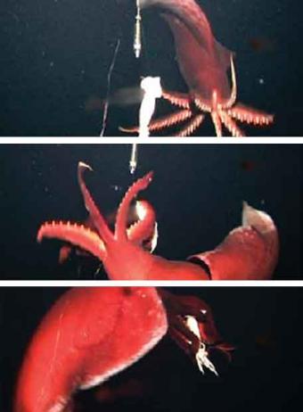 calamar gigante 6