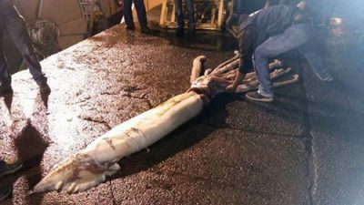 Pic shows: The giant squid. A couple of fishermen are squids in after capturing a monster kraken from the deep. The 10 metre long, 150kg monster was caught by fishermen aboard the boat Minchos  off the coast of the northern Asturias region, some miles from the Strait of Villaviciosa,  Spain. The female squid was caught in the nets the fishermen were trawling at a depth of almost 500m. The giant squid has been frozen and transported to the labs of CEPESMA ñ the coordinators for the Study and Protection of Marine Species - who will carry out an autopsy. The president of CEPESMA, Luis Laria, said: "It is an extraordinary example, one of the biggest we have seen in the last few years." He told how the fishermen were shocked when they saw the huge and rare creature they had trapped, adding; "To see a specimen of this size can intimidate anybody, even those who fish everyday and have spent a lifetime at sea." CEPESMA also has two more frozen giant squids at its centre which will form part of an exhibition of a total of eight giant squids at the start of next year. GreenPeace in Spain are campaigning against trawling off Spainís coasts, calling it a "totally unselective and most damaging method" of fishing. According to the group's website; "The rate of accidental captures or by-catch is very high, anywhere between 15-70% of that which is captured, many of which are thrown back dead into the sea due to their low commercial value or because they are too small to sell. "This type of fishing destroys everything in its path and is the most detrimental to the sea bed." (ends)